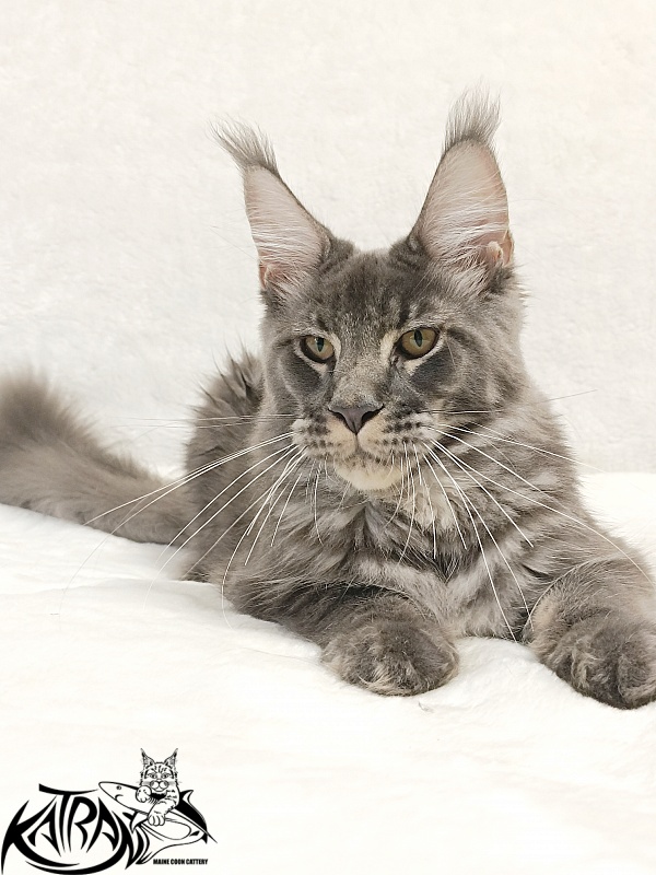 Katran Joker - Kitten maine-coon 5 months 3 weeks