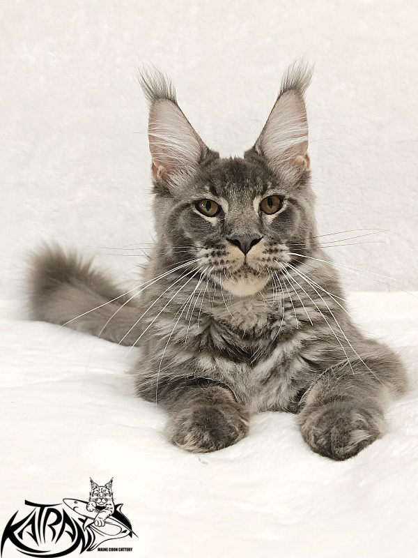 Katran Joker - Kitten maine-coon 5 months 3 weeks