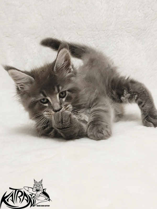 Katran Joker - Kitten maine-coon 1 month 2 weeks