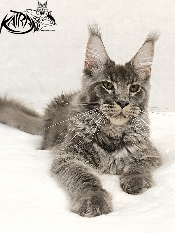 Katran Joker - Kitten maine-coon 5 months 3 weeks