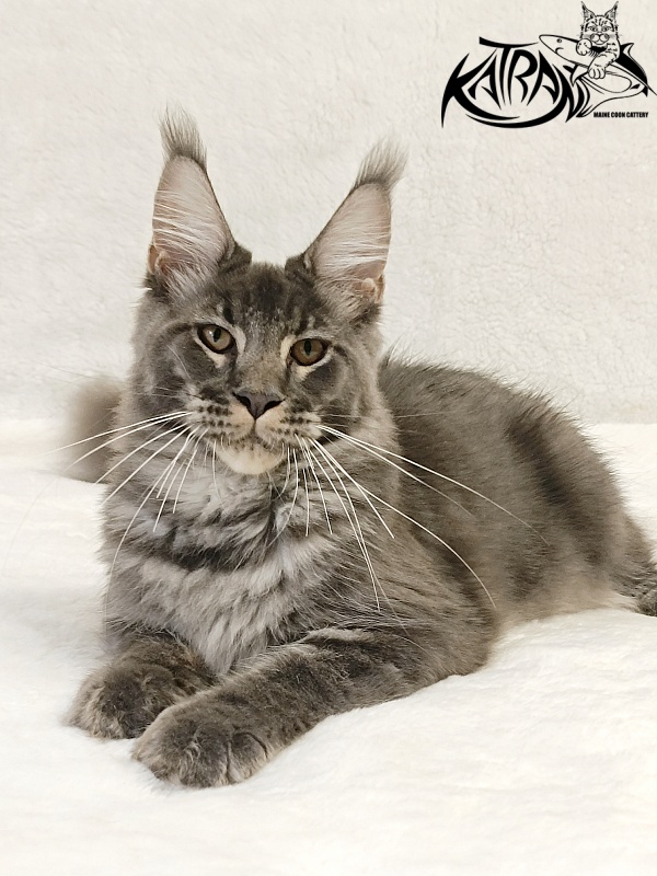 Katran Joker - Kitten maine-coon 5 months 3 weeks