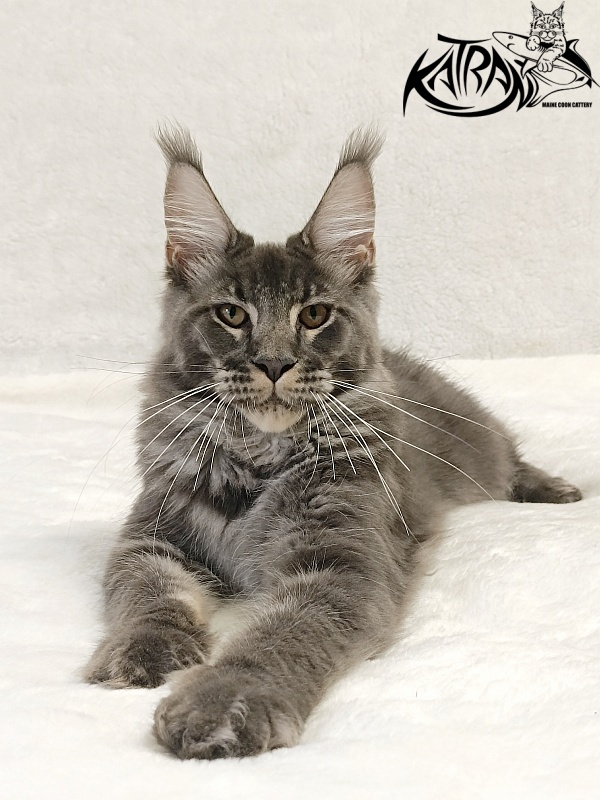 Katran Joker - Kitten maine-coon 5 months 3 weeks