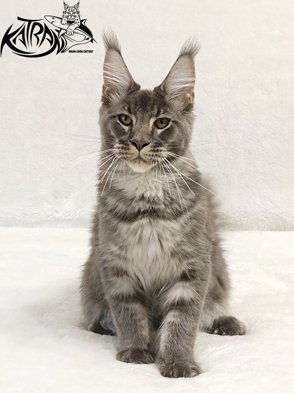 Katran Joker - Kitten maine-coon 5 months 3 weeks