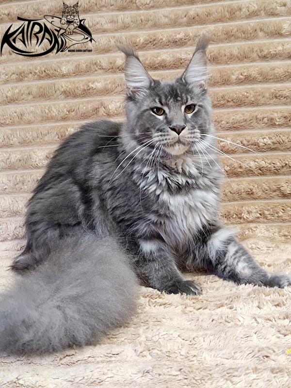 Katran Joker - Junior maine-coon 7 months 1 week