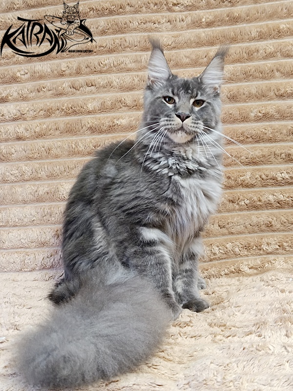 Katran Joker - Junior maine-coon 7 months 1 week