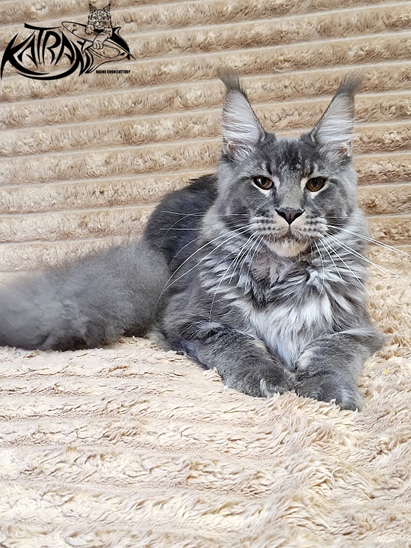 Katran Joker - Junior maine-coon 7 months 1 week