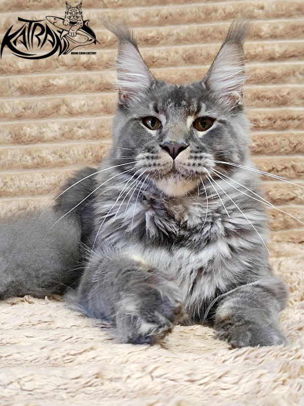 Katran Joker - Junior maine-coon 7 months 1 week