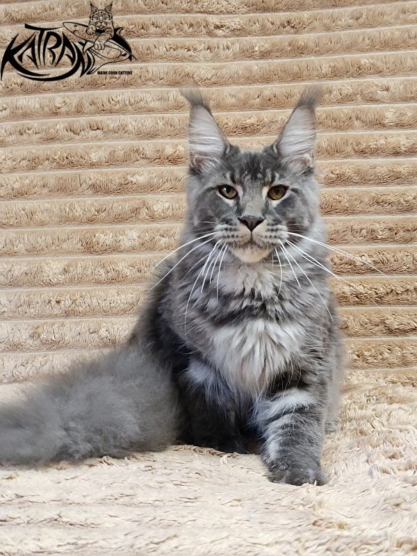 Katran Joker - Junior maine-coon 7 months 1 week