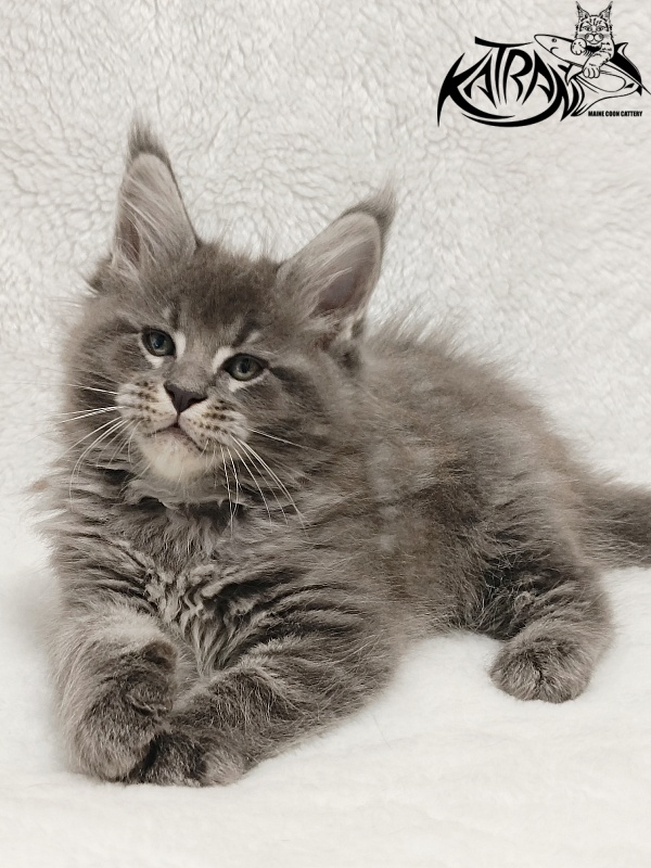 Katran Joker - Kitten maine-coon 1 month 2 weeks