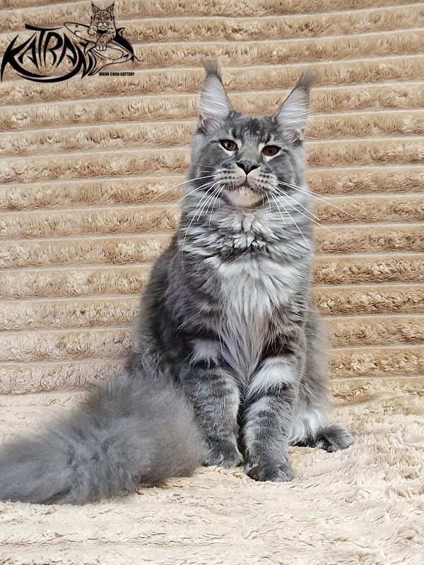 Katran Joker - Junior maine-coon 7 months 1 week