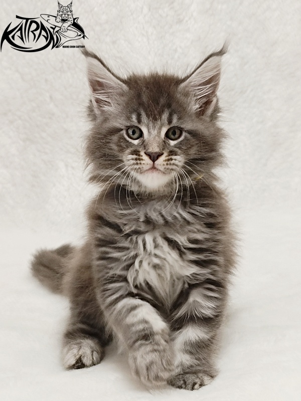 Katran Julian - Kitten maine-coon 1 month 2 weeks