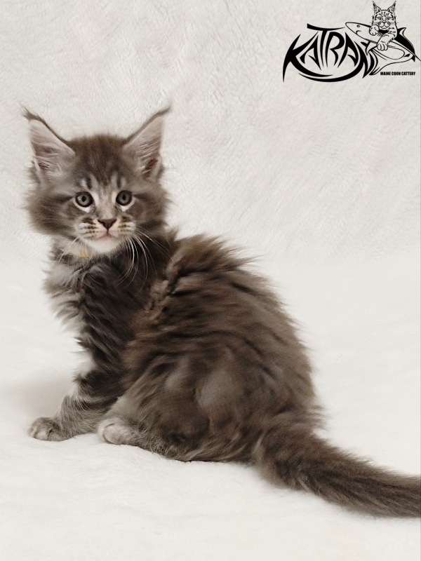 Katran Julian - Kitten maine-coon 1 month 2 weeks