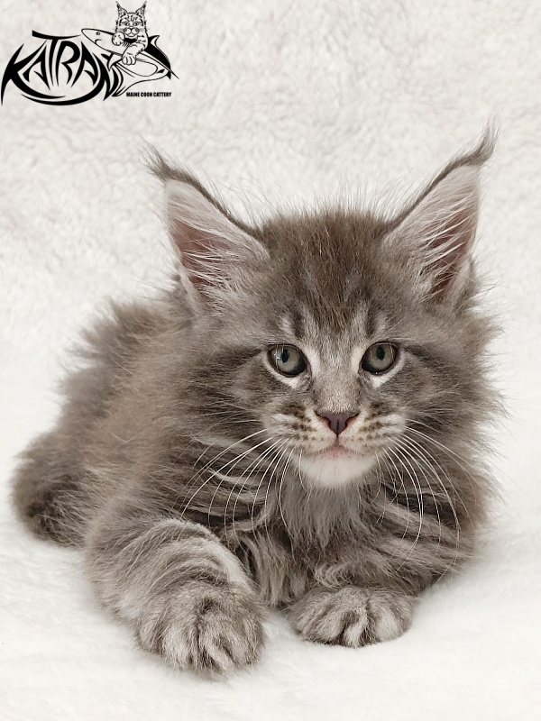 Katran Julian - Kitten maine-coon 1 month 2 weeks