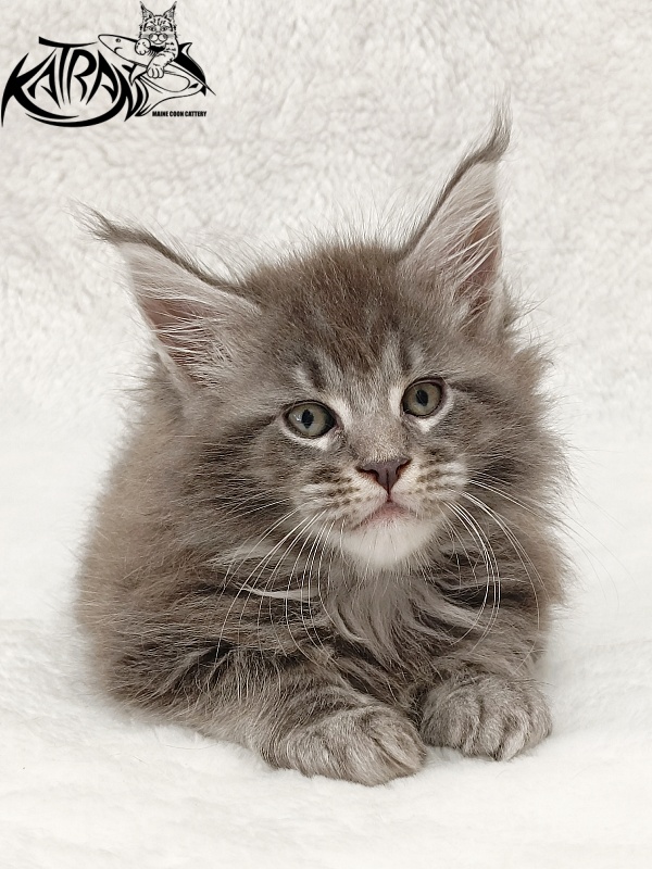 Katran Julian - Kitten maine-coon 1 month 2 weeks