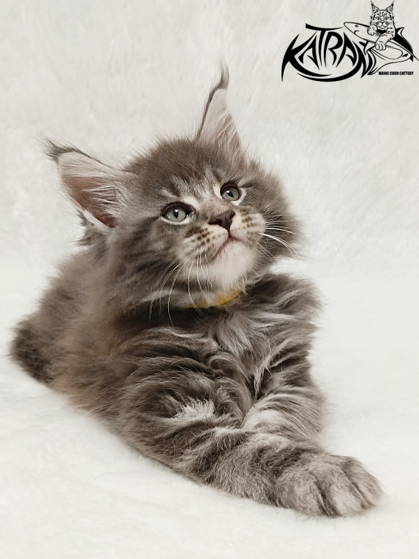 Katran Julian - Kitten maine-coon 1 month 2 weeks