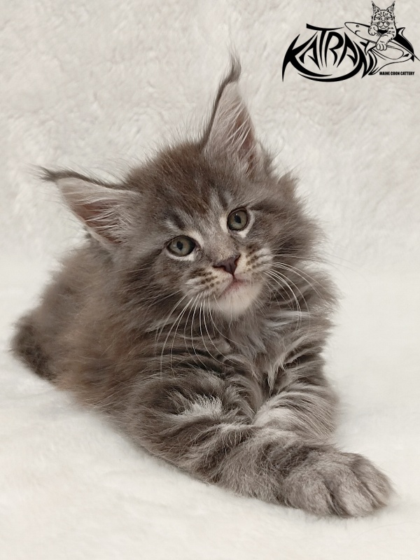 Katran Julian - Kitten maine-coon 1 month 2 weeks