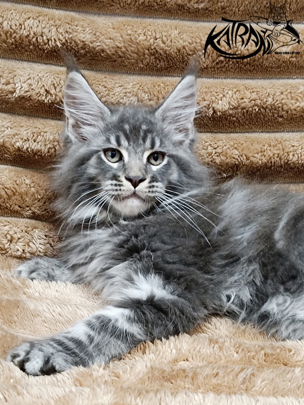 Katran Julian - Kitten maine-coon 2 months 1 week
