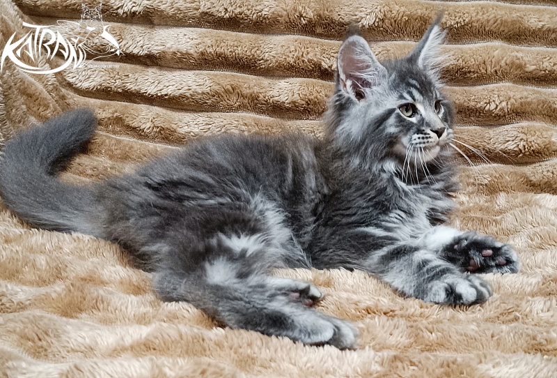 Katran Julian - Kitten maine-coon 2 months 1 week