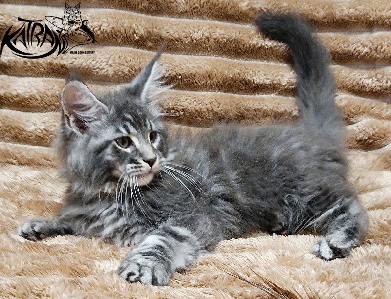 Katran Julian - Kitten maine-coon 2 months 1 week
