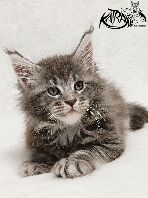 Katran Julian - Kitten maine-coon 1 month 2 weeks