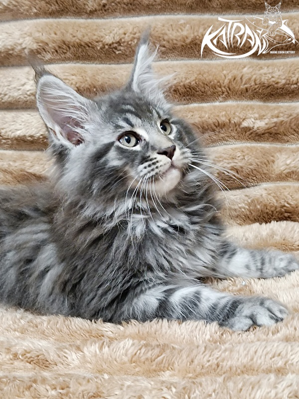 Katran Julian - Kitten maine-coon 2 months 1 week