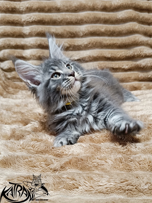 Katran Julian - Kitten maine-coon 2 months 1 week