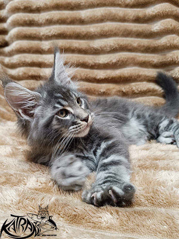 Katran Julian - Kitten maine-coon 2 months 1 week