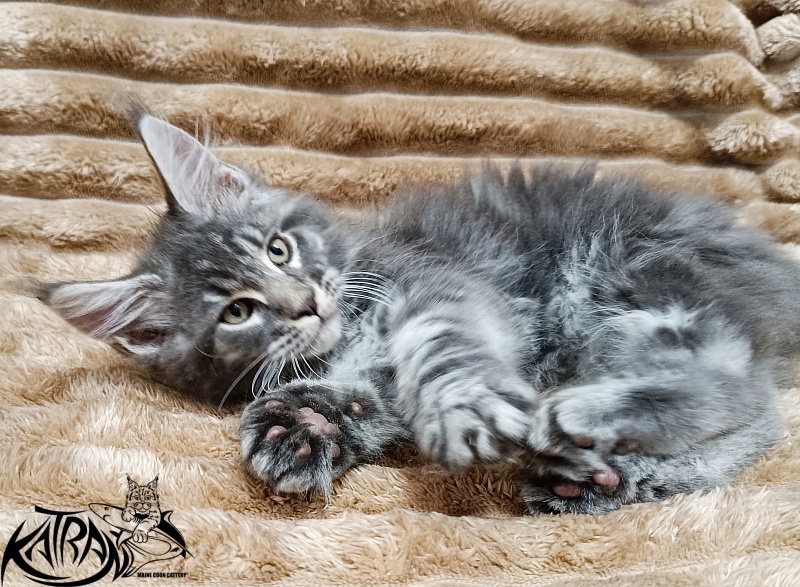Katran Julian - Kitten maine-coon 2 months 1 week