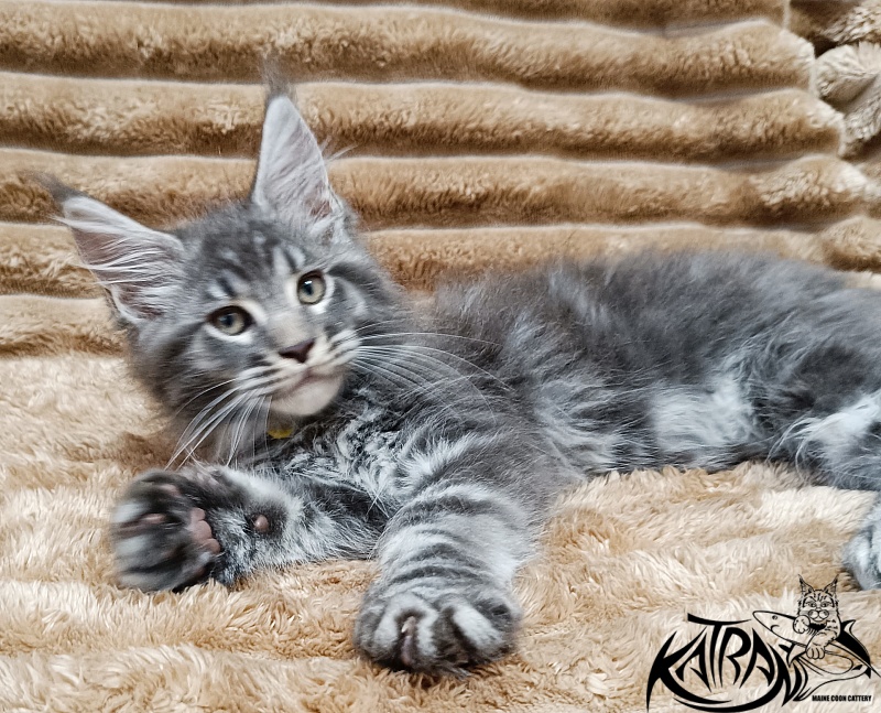 Katran Julian - Kitten maine-coon 2 months 1 week