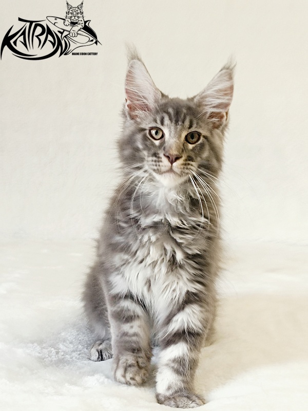 Katran Julian - Kitten maine-coon 3 months