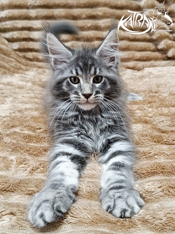 Katran Julian - Kitten maine-coon 2 months 1 week