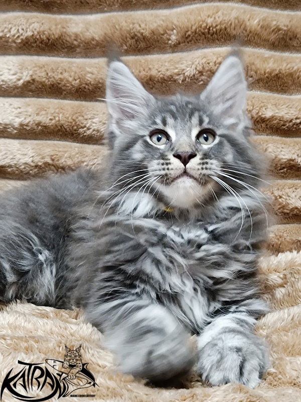 Katran Julian - Kitten maine-coon 2 months 1 week