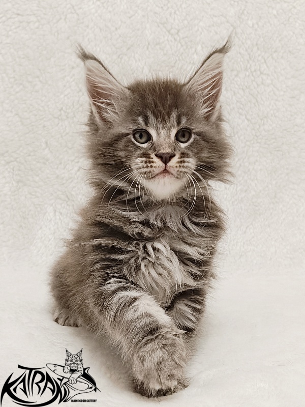 Katran Julian - Kitten maine-coon 1 month 2 weeks