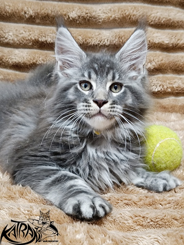 Katran Julian - Kitten maine-coon 2 months 1 week