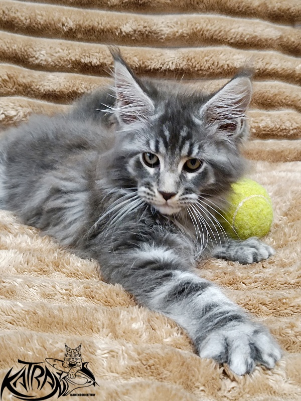 Katran Julian - Kitten maine-coon 2 months 1 week