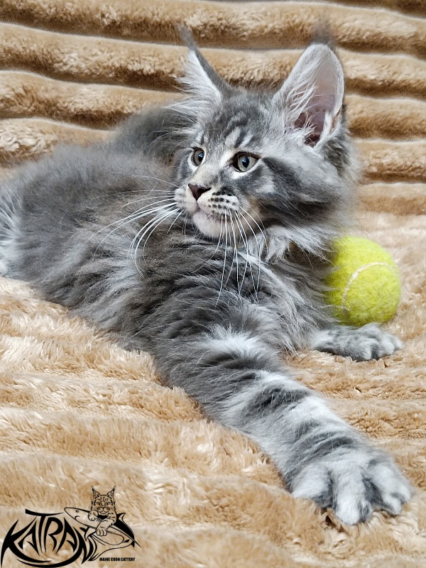 Katran Julian - Kitten maine-coon 2 months 1 week