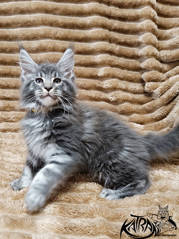 Katran Julian - Kitten maine-coon 2 months 1 week