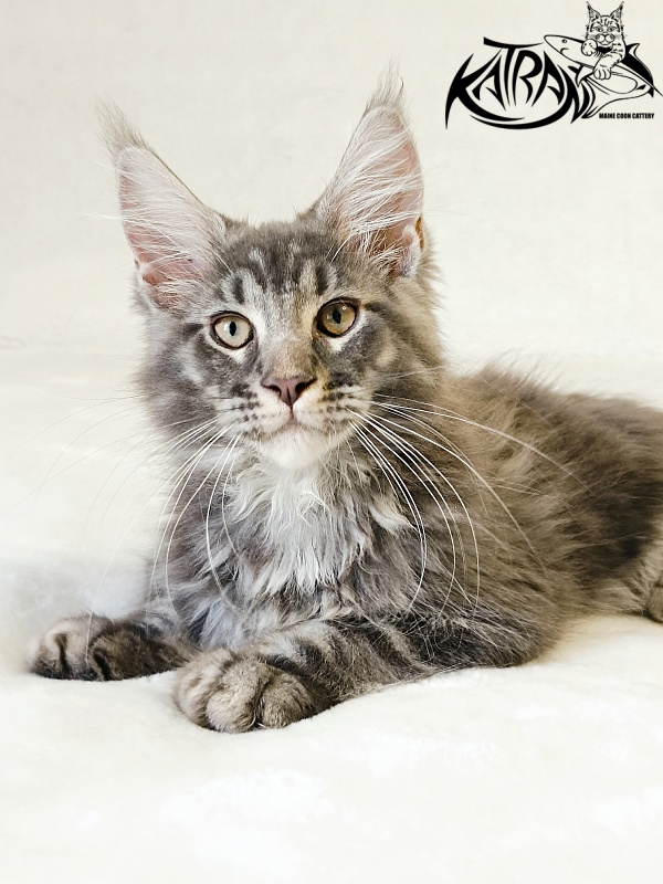 Katran Julian - Kitten maine-coon 3 months