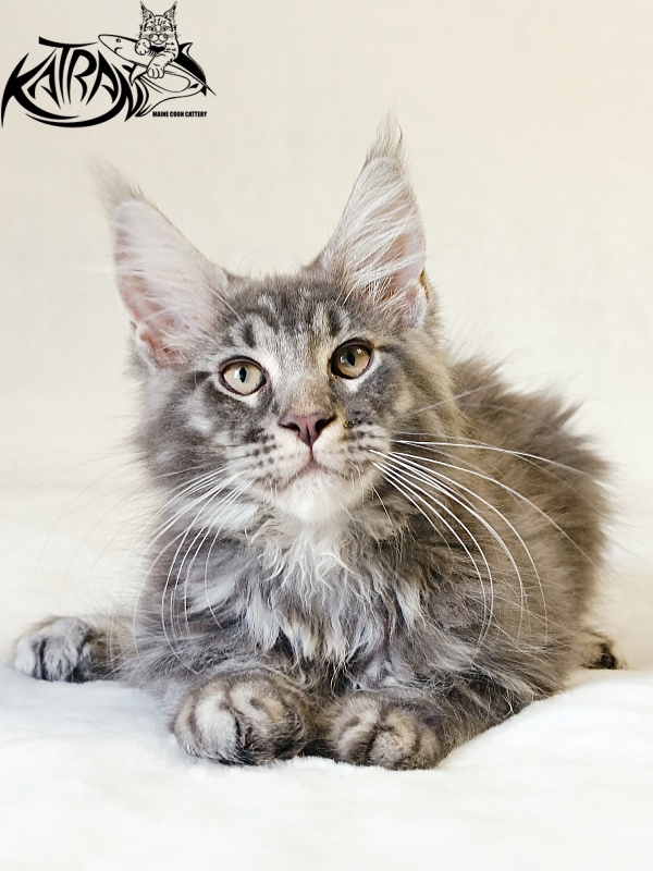Katran Julian - Kitten maine-coon 3 months