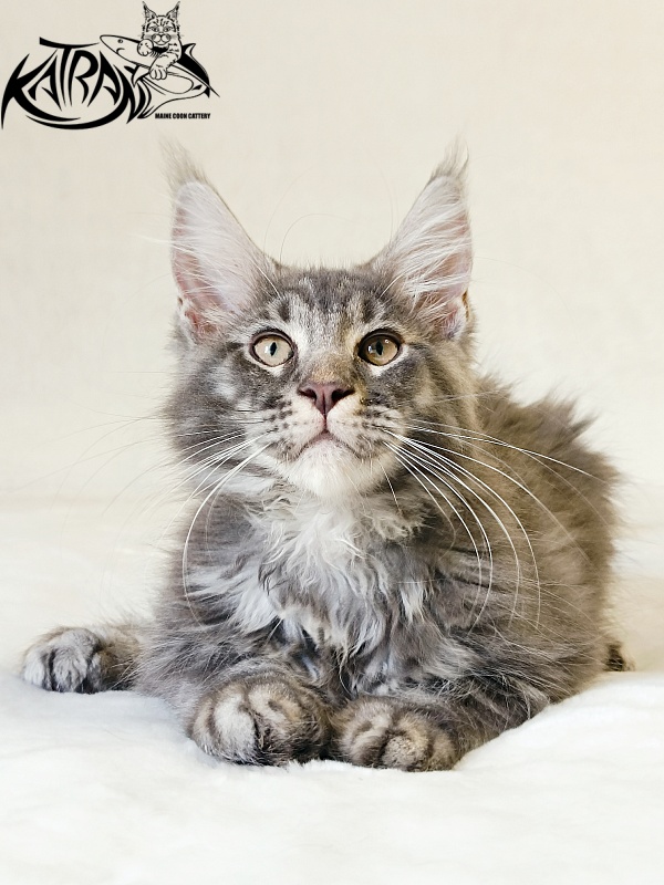Katran Julian - Kitten maine-coon 3 months