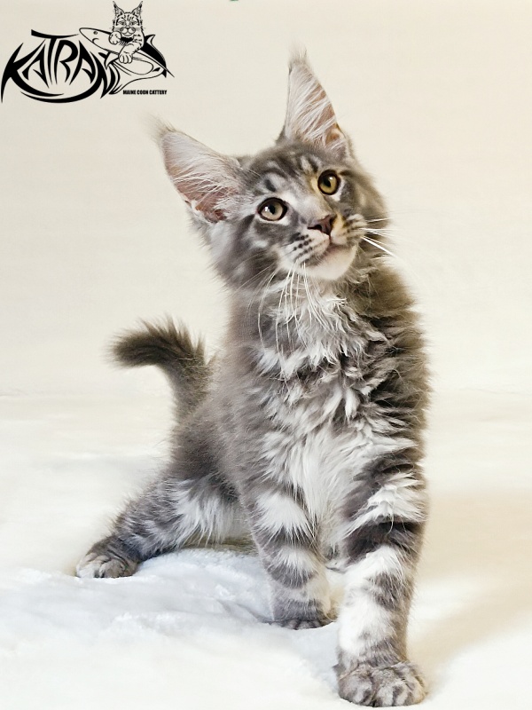 Katran Julian - Kitten maine-coon 3 months