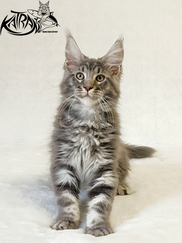 Katran Julian - Kitten maine-coon 3 months