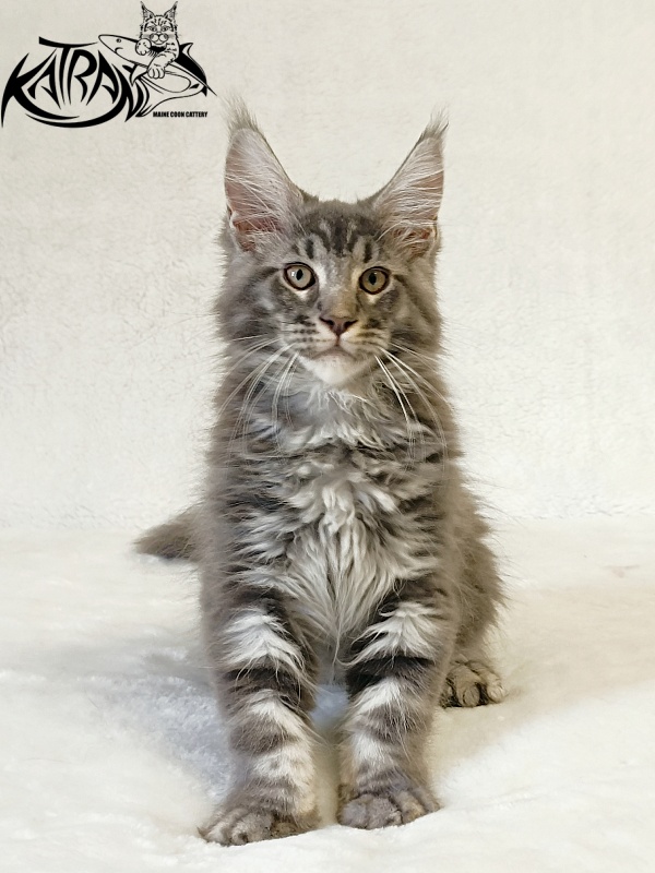 Katran Julian - Kitten maine-coon 3 months
