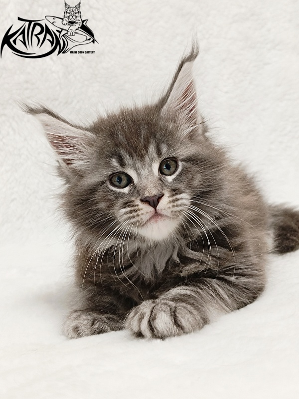 Katran Julian - Kitten maine-coon 1 month 2 weeks