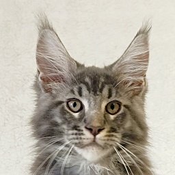 Katran Julian