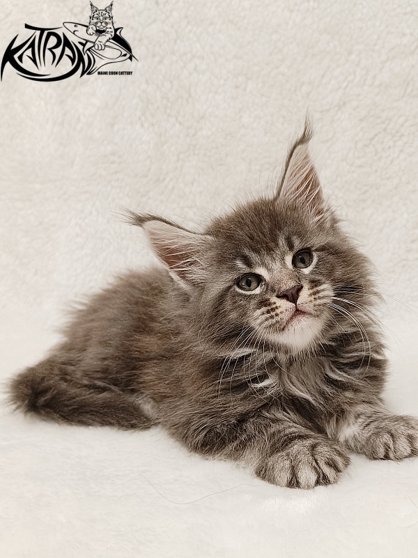 Katran Julian - Kitten maine-coon 1 month 2 weeks
