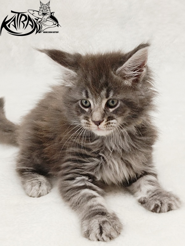 Katran Julian - Kitten maine-coon 1 month 2 weeks