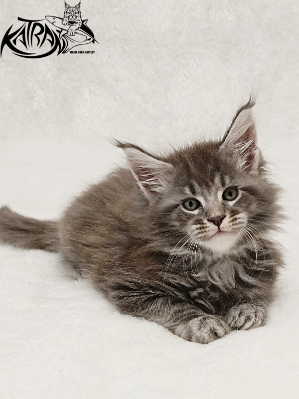 Katran Julian - Kitten maine-coon 1 month 2 weeks