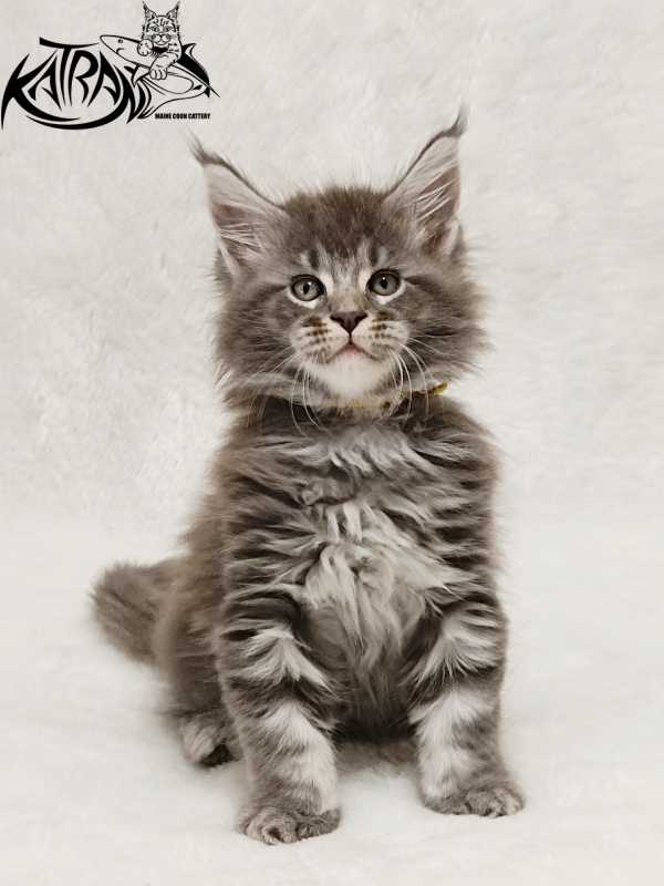 Katran Julian - Kitten maine-coon 1 month 2 weeks