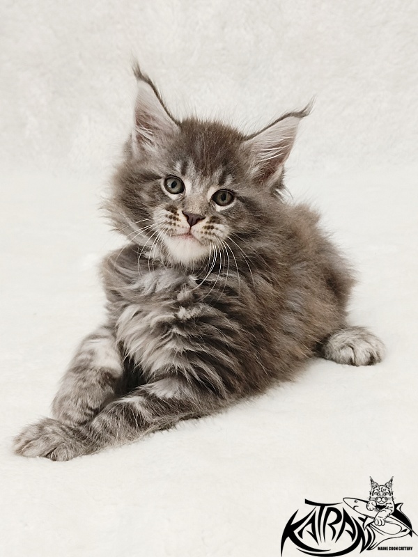 Katran Julian - Kitten maine-coon 1 month 2 weeks